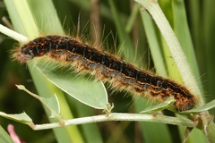 Malacosoma franconicum