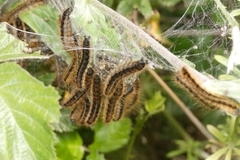 Malacosoma franconicum