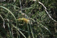 Selenicereus monacanthus