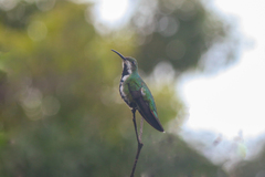 Anthracothorax prevostii