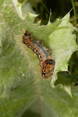 Malacosoma franconicum