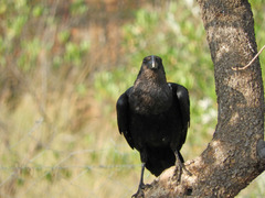 Corvus albicollis