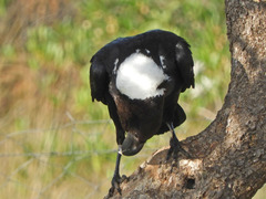 Corvus albicollis