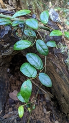 Ficus aurantiaca parvifolia