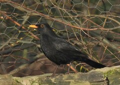 Turdus merula