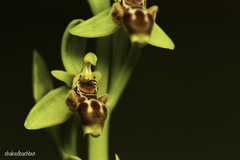 Ophrys umbilicata