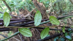 Ficus aurantiaca parvifolia