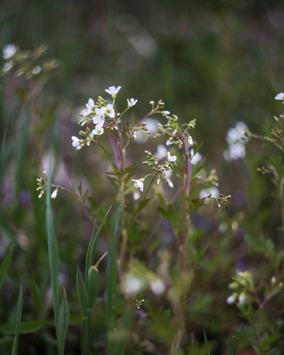 Cardamine amara (Cardamine amara)