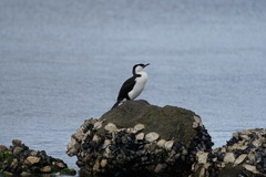 Phalacrocorax fuscescens