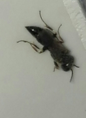 Passaloecus