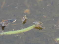 Brachydeutera sydneyensis