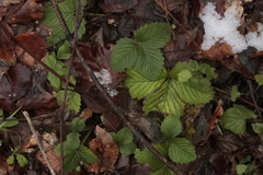 Fragaria moschata