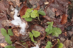 Fragaria moschata