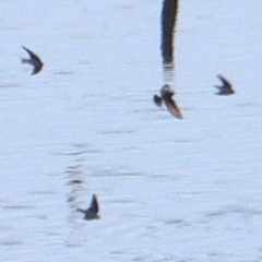Tachycineta bicolor