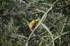 Selenicereus monacanthus
