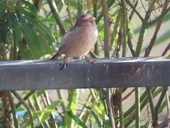Passer domesticus