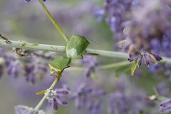 Nezara viridula