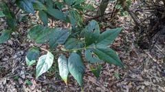 Lasianthus curtisii