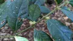Lasianthus curtisii