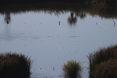 Tachycineta bicolor