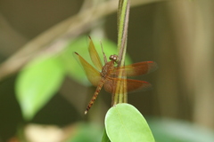 Neurothemis