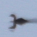 Podiceps nigricollis