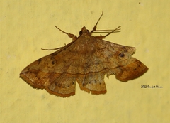 Anticarsia irrorata