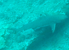 Carcharhinus melanopterus