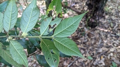 Lasianthus curtisii