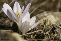 Colchicum hierosolymitanum