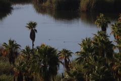 Podiceps nigricollis