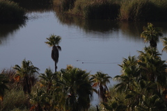 Podiceps nigricollis