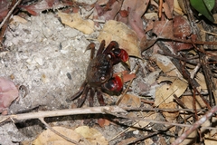 Neosarmatium asiaticum