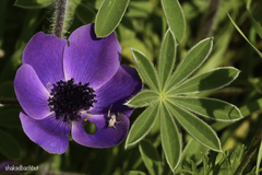 Anemone coronaria
