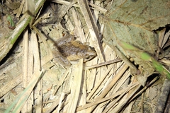 Microhyla mukhlesuri