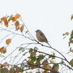 Fringilla coelebs coelebs