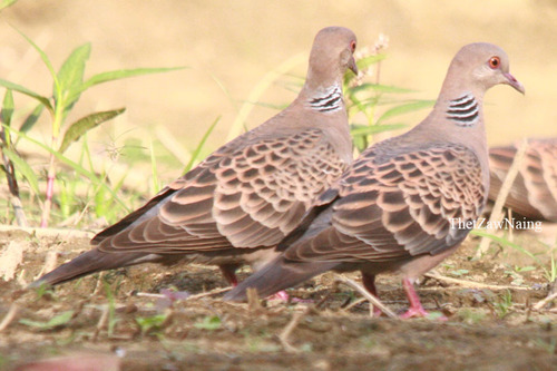 Oriental Turtle-Dove