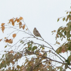 Fringilla coelebs coelebs