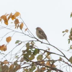 Fringilla coelebs coelebs