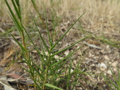 Distichlis distichophylla