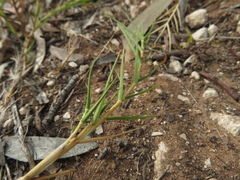 Distichlis distichophylla