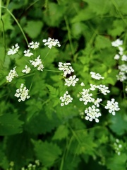 Chaerophyllum temulum