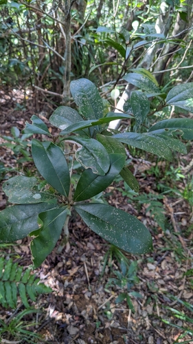 Beilschmiedia tsangii, photograph 4