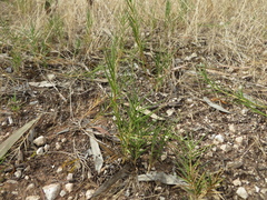 Distichlis distichophylla