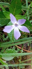 Vinca difformis