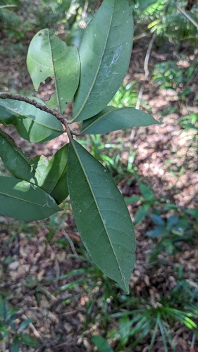 Beilschmiedia tsangii, photograph 5