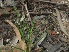 Distichlis distichophylla