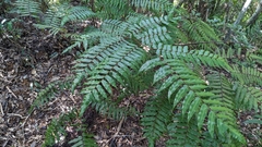 Gymnosphaera podophylla