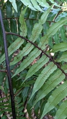 Gymnosphaera podophylla