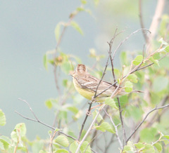 Emberiza aureola
